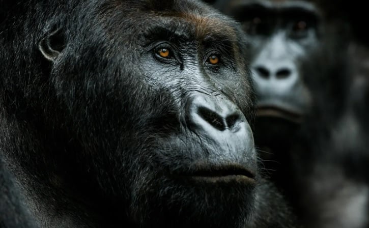 9 Day Uganda Chimpanzee And Gorilla Photography Safari